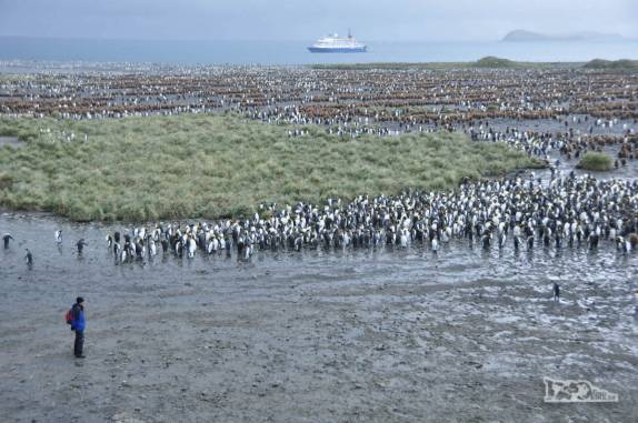 Aproximando-se de pinguins rei em Salisbury Plain, na Geórgia do Sul